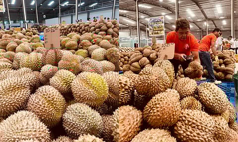 The number of durian exporters in Davao City has grown to 19 since the city began shipping the tropical fruit overseas, the City Agriculturist’s Office (CAgrO) said.