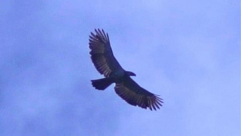 After two years without sightings, a Philippine Eagle (Pithecophaga jefferyi) was observed soaring over Mount Sinaka during a semestral monitoring of the species from Nov. 4 to 7, 2025.