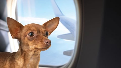 A beginner’s guide to in-cabin pet travel in the Philippines