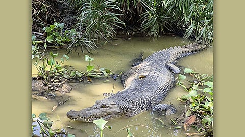 Buaya sa Crocolandia ‘nakaeskapo’, fake news