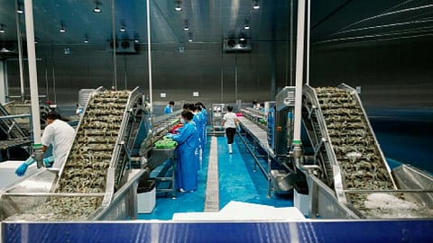 New shrimp plant to create 300 jobs, revive export push