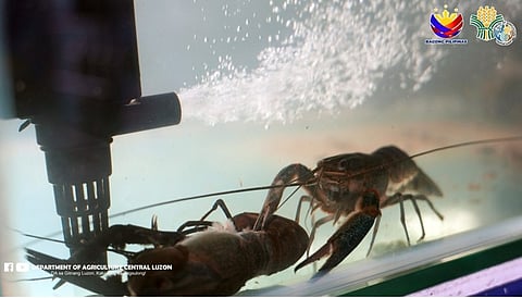 PH launches crayfish hub to power aquaculture growth