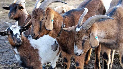 DA mipasidaan sa mga namuhi og
kanding sa nikatap nga ‘goat plague’