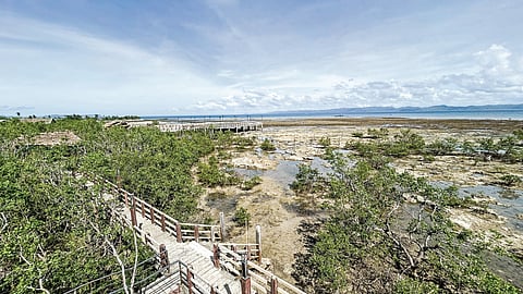 Super Suroy: Mangrovetum: Mangrove park sa Masbate City