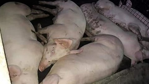 PB revises ASF ordinance