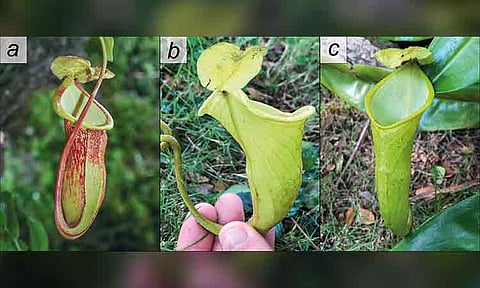 Photos of Nepenthes megastoma, a newly described critically endangered species endemic to Palawan, Philippines, showing its lower pitcher (a) and two distinct variant forms of its upper pitcher (b-c). SOURCE: Altomonte et al., 2025.