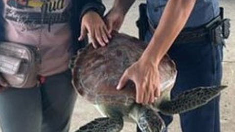 Critically endangered sea turtle rescued in Sibugay town