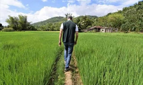 STABILIZING SUPPLY. A rice filed in Negros Occidental in this undated photo. The Department of Agriculture said Thursday its is considering an initial importation of 300,000 metric tons of rice in February, as part of its calibrated measures to stabilize supply and retail prices. (Photo courtesy of Negros Occidental PIO)