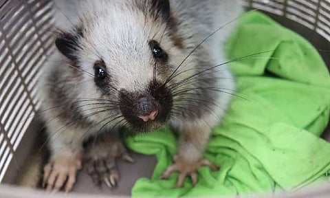 Authorities safely release a Northern Luzon giant cloud rat (Phloeomys pallidus) back into a forest in Casiguran, Aurora after being rescued from a local residence. The rescue highlights growing community awareness and local efforts to protect wildlife and preserve the province’s forests. (Photo courtesy of MENRO Casiguran)