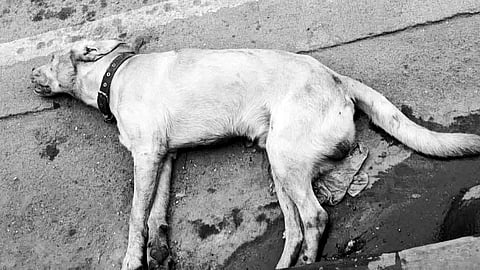 Pormal nga kaso gisang-at batok sa mipatay sa iro