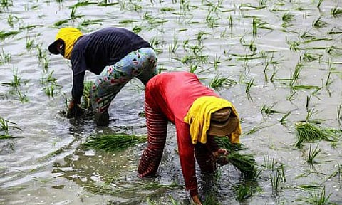 FOOD WARRIORS. Farmers take advantage of fair weather during rice planting season on June 7, 2024 in San Miguel, Bulacan. Sen. Francis Pangilinan on Monday (Jan. 26, 2026) called for structural reforms to strengthen farmers’ and fishers’ organizations, saying agriculture modernization needs effective extension services and strong cooperatives at the grassroots. (PNA file photo by Joan Bondoc)