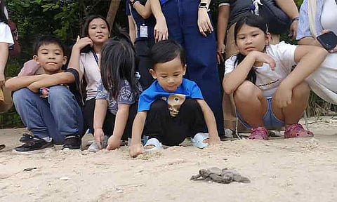 BEGINNING OF THE PAWIKAN’S JOURNEY. Children took part in the release of 169 hawksbill sea turtle hatchlings from two nests, safely guiding them to the sea and underscoring the need to protect pawikan. The activity highlighted the importance of preserving nesting areas and caring for marine life. Davao Light and the Aboitiz Foundation expressed their appreciation to partners who dedicated their time and support to the initiative. Pawikan hatchlings are known to imprint on the beach where they are born and, years later, return to the same shores to lay their eggs — continuing the cycle of life. This makes the protection of every nesting site vital to their long-term survival.