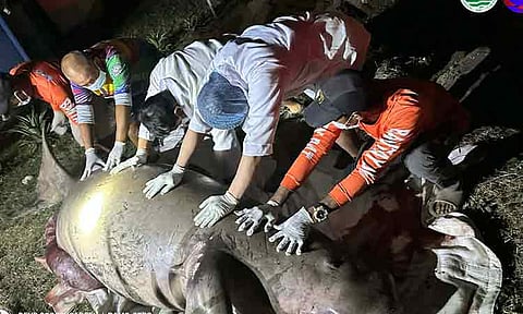 The waters of Sarangani Bay have become a theater of both heartbreak and hope this week. On February 7, 2026, marine authorities and residents of General Santos City were met with a tragic sight: a 500-kilogram pregnant dugong washed ashore, lifeless.