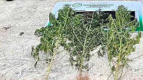 Lawmen destroy P18.2-M marijuana plants in 2 plantations in Sulu