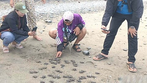 Cenro-Siocon releases 69 endangered hawksbill turtle hatchlings