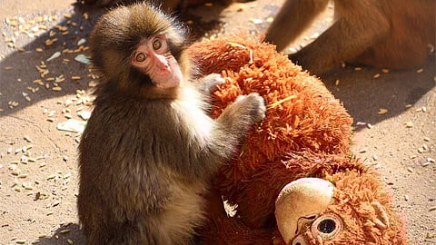 Baby monkey carries stuffed toy after mom abandons him