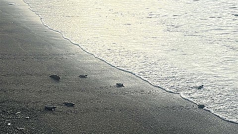 Chevron, partners release 146 sea turtles into open waters