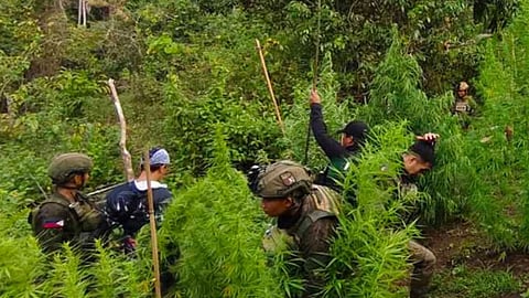 2 plantations destroyed in Sulu, P10.3-M marijuana plants uprooted