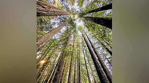 Super Suroy: Biyahe sa winter padulong sa Redwoods