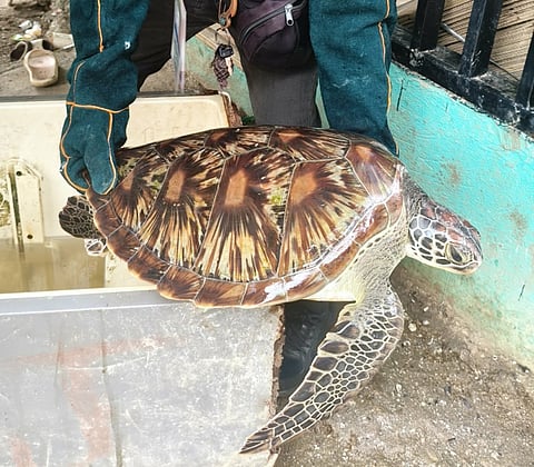 ZAMBOANGA. An injured green sea turtle, rescued last week from corral entanglement, is now under the care of the Department of Environment and Natural Resources (DENR) in Zamboanga del Sur.