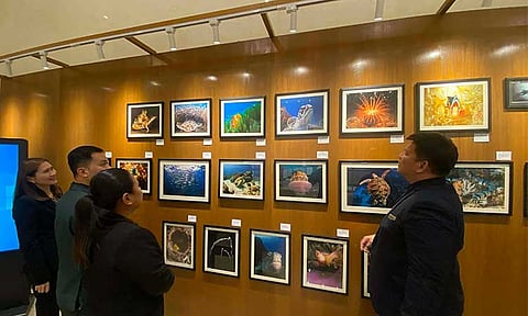 Hilton Clark chef dives into underwater photography