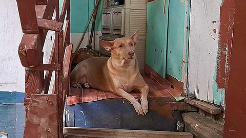 Binuhi’ng iro ni Atoy nagpaabot sa iyang pagpauli