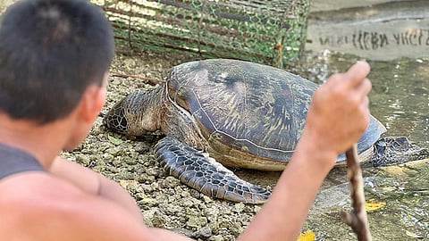 Patay nga pawikan gidagsa sa Tabogon