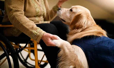 DSWD-Davao taps ‘doctor dogs’ to help abuse survivors heal