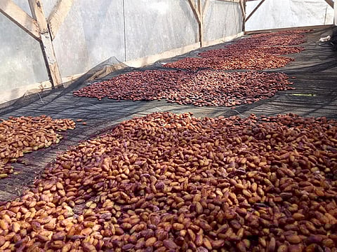 Their products are processed from their very own cacao bean harvest in their plantation in New Carmen, Davao City. (Capt. Du Facebook)