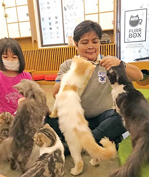 A roomful of fur and purrs