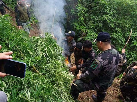 P2.08 milyon balor sa marijuana gisunog sa Balamban