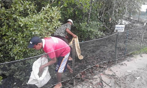 PANGASINAN. These men scour the mangrove forest for plastic trash. (Betsy Gazo)
