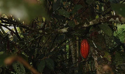 DAVAO. Davao is one of the biggest producers of cacao in the country. (Photo by Ace Perez)