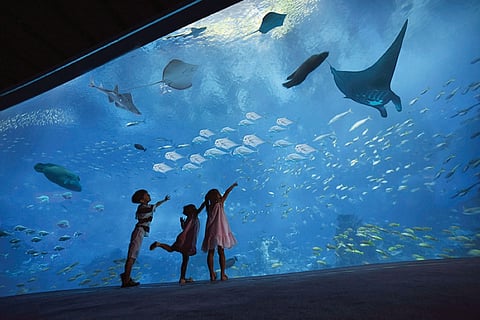 The open ocean's habitat is one of the world's biggest aquariums measuring 36 meters wide, 8.3 meters tall and 70 centimeters thick. (Contributed Foto)