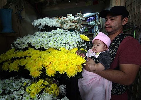 BAGUIO. Study conducted by the Benguet State University recently found out found the likelihood of cancer among chrysanthemum flower farmers. Chrysanthemum ranked number one in terms of production volume with 10,610 MT contributing 46 percent of all cut flowers produced due to high demands for cut flowers in Metro Manila. (Photo by Jean Nicole Cortes)