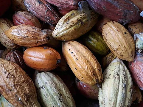 Foreign delegates in Cacao Konek