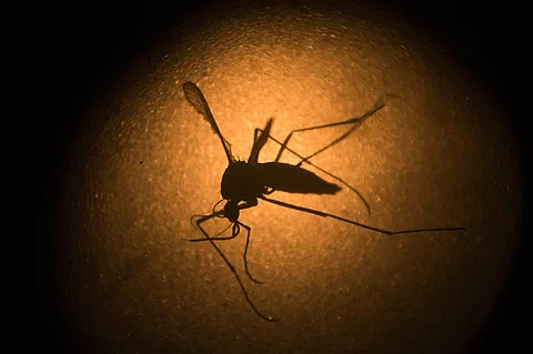 BRAZIL. In this January 27, 2016 file photo, an Aedes aegypti mosquito known to carry the Zika virus, is photographed through a microscope at the Fiocruz institute in Recife, Pernambuco state, Brazil. (AP)
