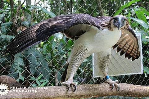 Philippine Eagle.