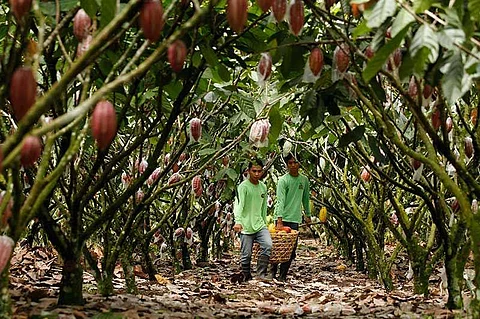 Puentespina Farms' cacao beans joins the rank of 15 other cacao growers after the Heirloom Cacao Preservation (HCP) designated it as heirloom cacao.