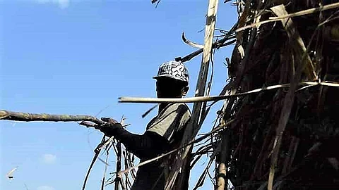 BACOLOD. This sugar worker in Negros Occidental is among those thousands in the country feared to be affected tremendously if the plan to liberalize sugar importation pushes through. (Jonah Mae Santander)