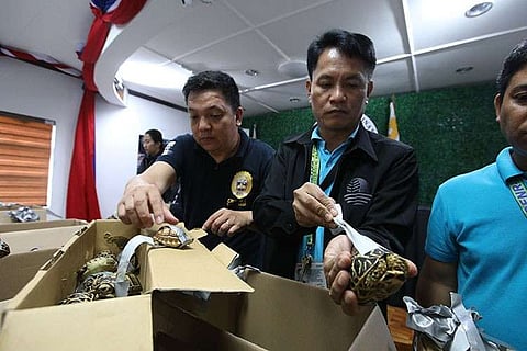 MANILA. Authorities present to media in a press conference the duct-taped turtles that were found stuffed inside luggage at the Ninoy Aquino International Airport. (Al Padilla/SunStar Philippines)