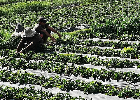 BENGUET. Despite the projected effects of El Niño in the country, farmers in La Trinidad, Benguet has yet to feel the outcome of the phenomenon with the valley still covered by surrounding forest cover, eventually maintaining a sustainable water source.