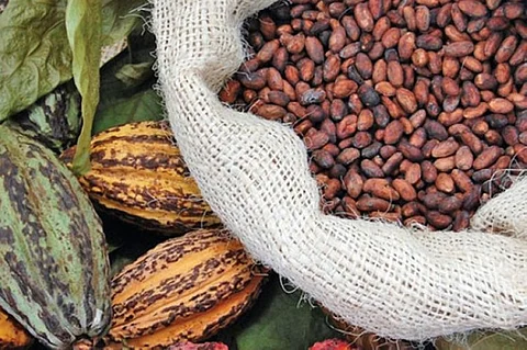 Davao cacao council eyes projects to up farmers’ income