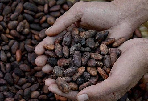 CAgrO reserves 50-K cacao seedlings for Davao farmers