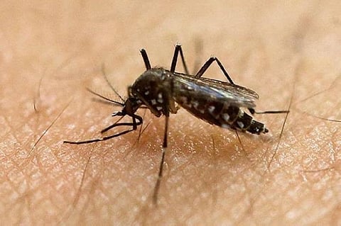 Health office records high dengue cases in Zamboanga
