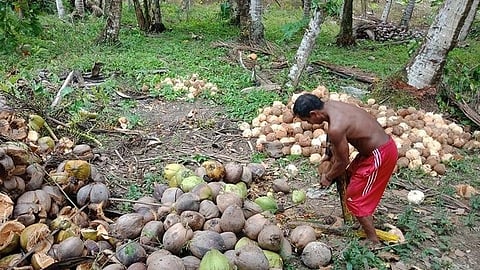 Scholarship for coconut farmers’ dependents
