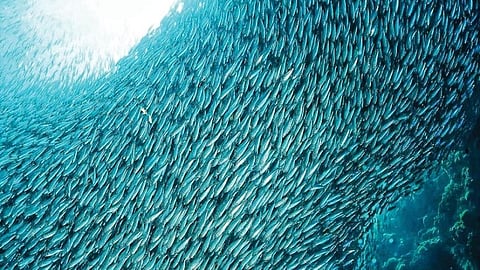 New perks for visitors in Cebu towns