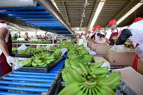 DAVAO. There was a decrease of about 20 to 25 metric tons of bananas for export in Davao Region due to dry spell season. (SunStar File Photo)