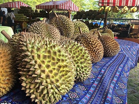 DAVAO. The Durian Industry Association of Davao City further promotes the planting of Puyat durian variety as they see a market potential in China.