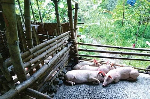 40 hog farmers in Negros Oriental to get indemnification due to ASF
